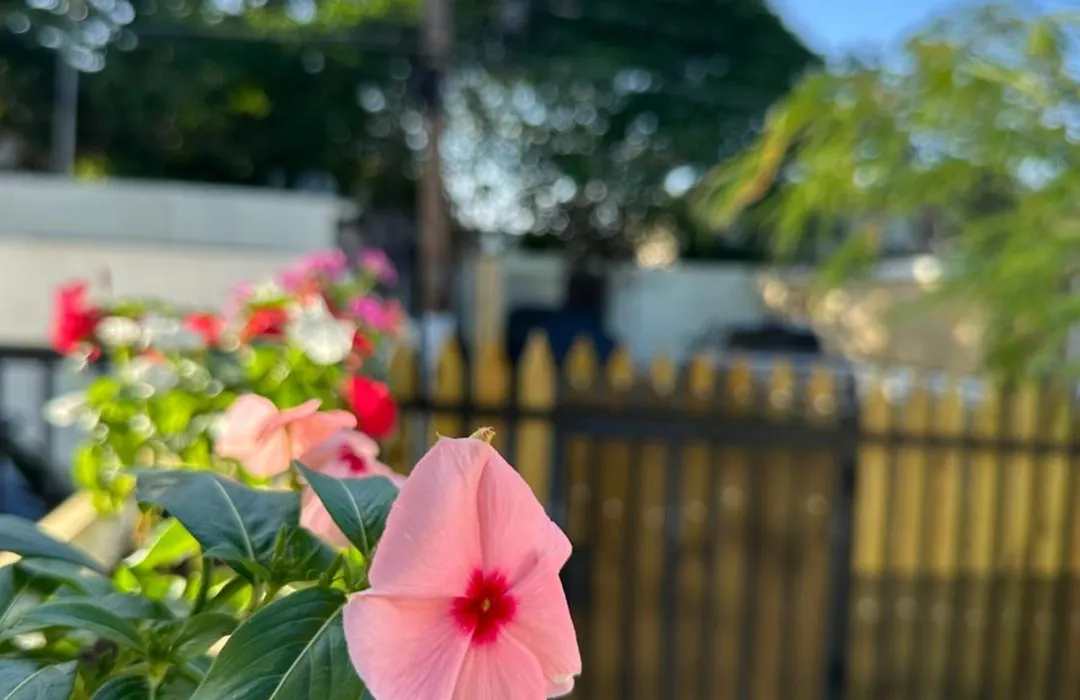 Tropical Studio-1